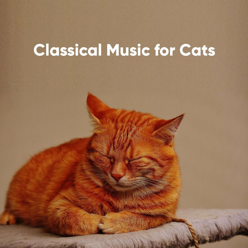 Classical Music for Cats